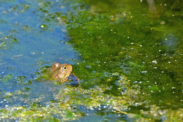 Frog in a swamp in the water with algae, close-up