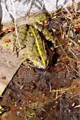 Frog in a swamp in the water with algae, close-up