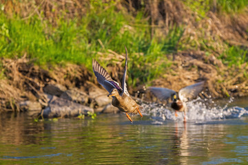 Fototapeta na wymiar duck wild, the female flies away from the water persecuted by the male