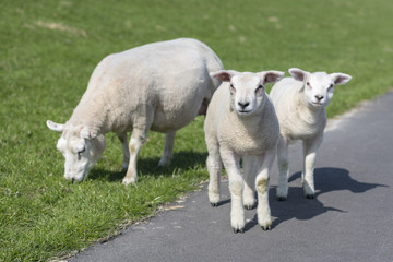 Obraz premium Sheep and two little lambs on an embankment slope.
