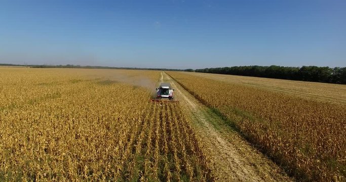 combine harvests corn