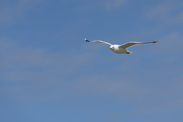 Seabird the Seagull against a blue sky.