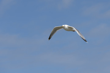 Seabird the Seagull against a blue sky.