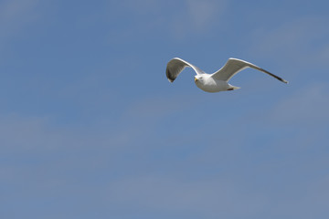 Seabird the Seagull against a blue sky.