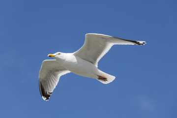Seabird the Seagull against a blue sky.