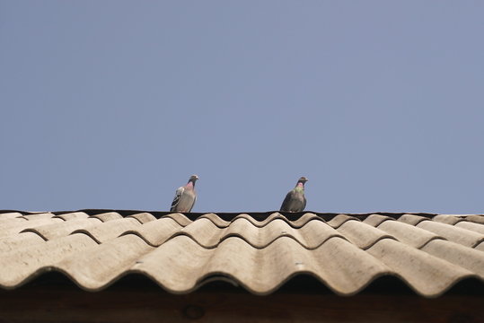 two pigeons on the roof
