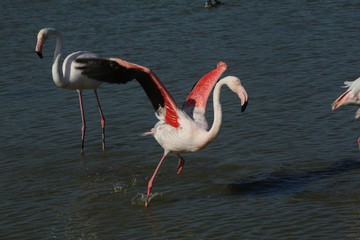 Flamant rose Phoenicopterus roseus en camargue en france