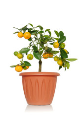 Plant tsitrofortunella or kalamandin in a pot on a white background with green leaves and orange fruits