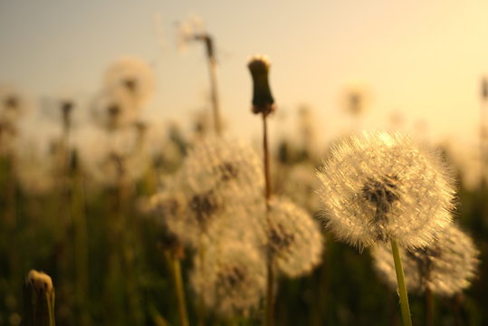 field of dandelions flowers