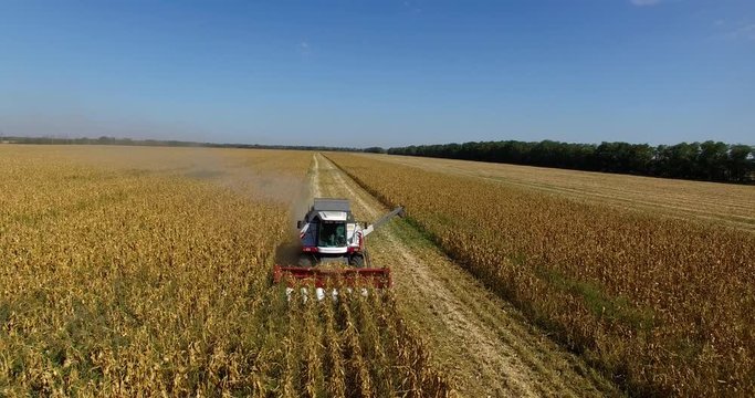 combine harvests corn