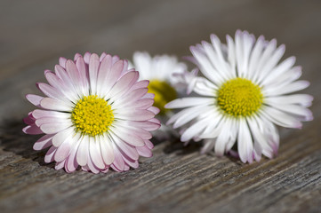 Amazing daisies, Bellis perennis flower heads on wooden table, flowering plants with white pink petals and yellow center