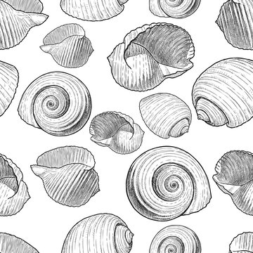 Pattern of the various drawn seashells