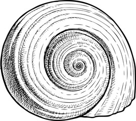 Sketch of a spiral seashell