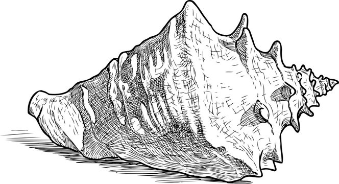 Sketch of a big sea cockleshell
