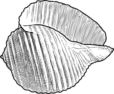 Sketch of a cockleshell