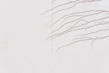 tips of red vine on white wall