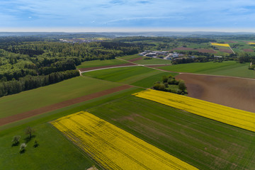 Fototapeta premium Luftbild blühende Rapsfelder im Frühling