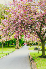 pink tree in city park in spring with plenty of blossoms surrounded by greenery