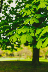 Fototapeta na wymiar horse chestnut trees in city park with extremely vibrant green tones