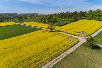 Fototapeta premium Luftbild blühende Rapsfelder im Frühling