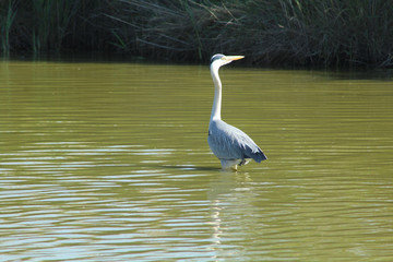 héron cendré Ardea cinerea en camargue en france