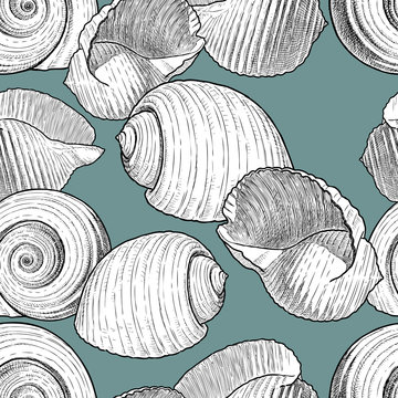 Vector background of the various seashells