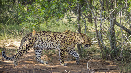 Leopard in Kruger National park, South Africa