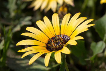 Yellow daisy flower