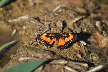 Butterfly and muddy