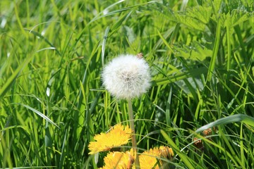 Pusteblume und Löwenzahnblüte im Gras
