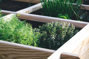 Aromatic herbs in a raised bed garden