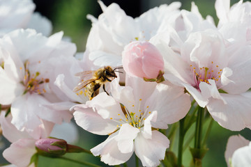 Fototapeta na wymiar Close up of a bee pollinating cherry tree flowers