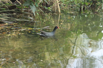  Bird in Lagoa do Nado