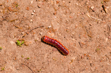 butterfly worm on ground at spring
