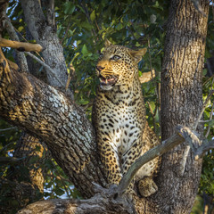 Leopard in Kruger National park, South Africa