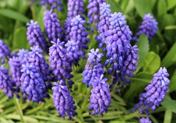 Muscari flowers bloom in a spring garden