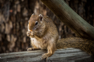 Naklejka na ściany i meble Ground Squirrel crack the nuts