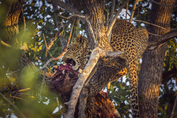 Obraz na płótnie Canvas Leopard in Kruger National park, South Africa