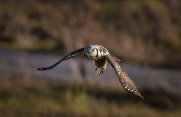 Hawk owl with captured water vole in flight