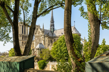 Notre-Dame de Paris cathedral seen through the poplar trees, lined up along the banks of the river Seine, in the shade of which the second-hand booksellers have installed their typical bookstalls.