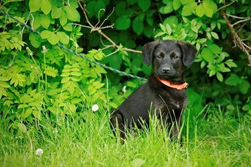 Portrait of cute adorable black puppy of mixed breed sitting in front of green bush watching something, orange collar, on leash, grass foregrand, bright colors