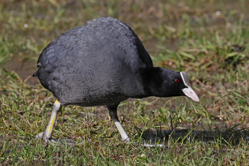 Blässhuhn