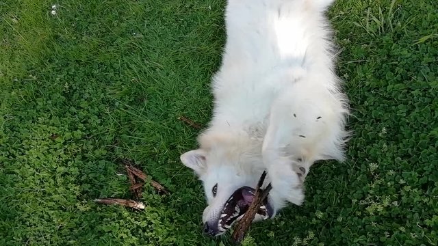 berger suisse blanc,jouant  avec un b&acirc;ton