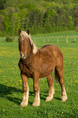 un jeune cheval brun &agrave; la crini&egrave;re blonde de face