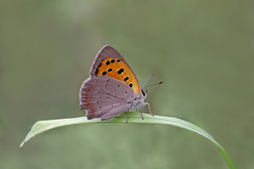 Benekli bakır kelebegi   Lycaena phlaeas    © mylasa
