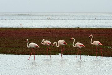Obraz premium Greater flamingos