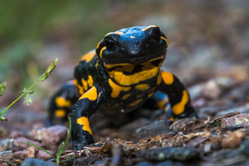 Fire salamander at eye level very interested