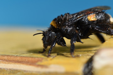 Wet bumblebee (genus Bombus) after saving from pool