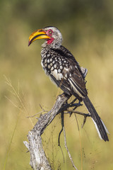 Fototapeta premium Southern yellow billed hornbill in Kruger National park, South Africa