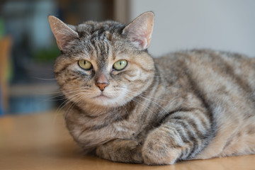graue Hauskatze liegt am Tisch